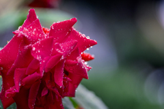 DSC06390. 花と珠玉