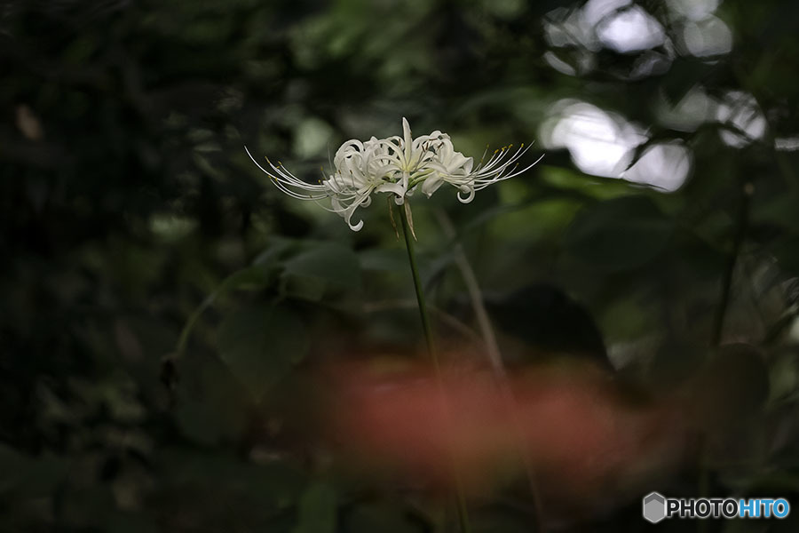 DSC02017  蔵出し白い彼岸花.　jpg