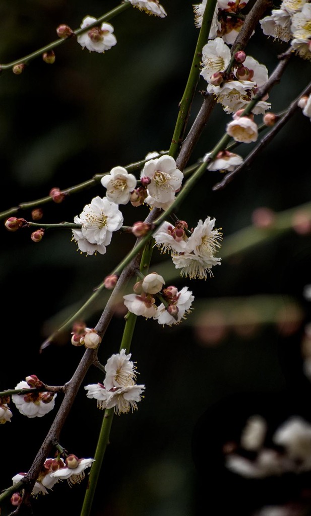 DSC06957 光彩放つ枝垂れ梅