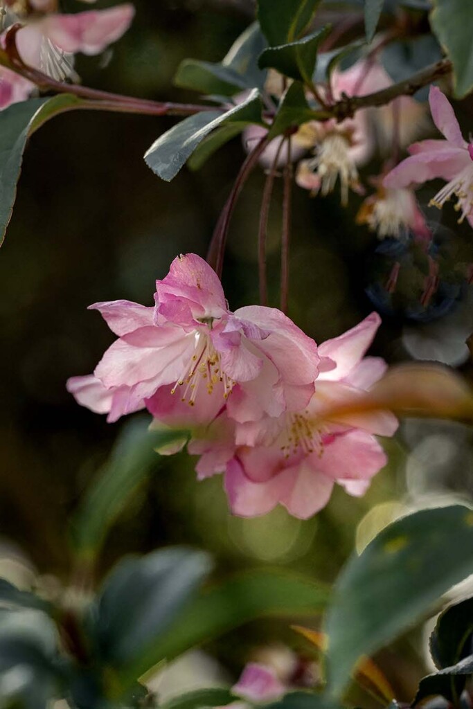 DSC08039. 静かな花海棠 -3