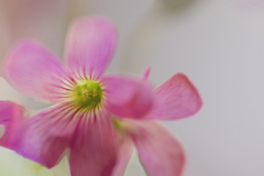 DSC09800. 花の素顔