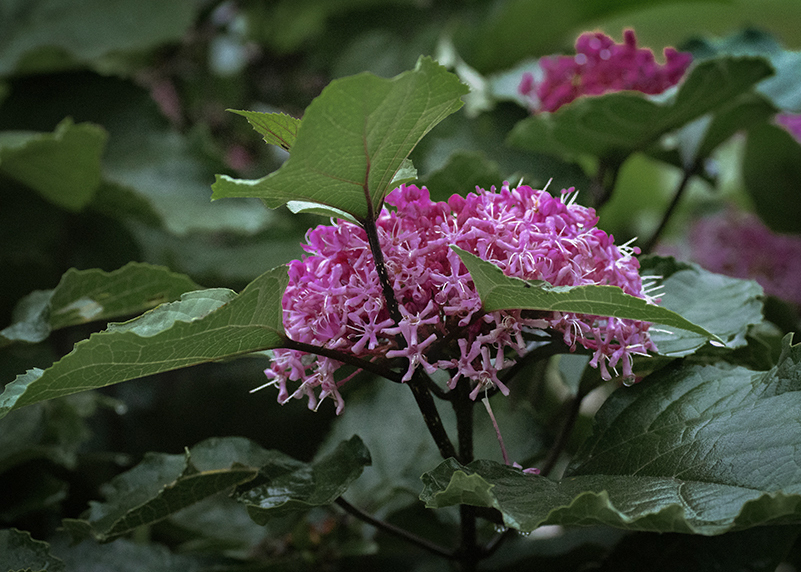 DSC03652. 若葉が光る