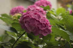 DSC06058巷で見た紫陽花
