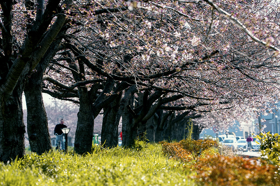 DSC09199　桜並木-1