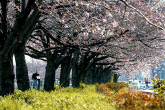 DSC09199　桜並木-1