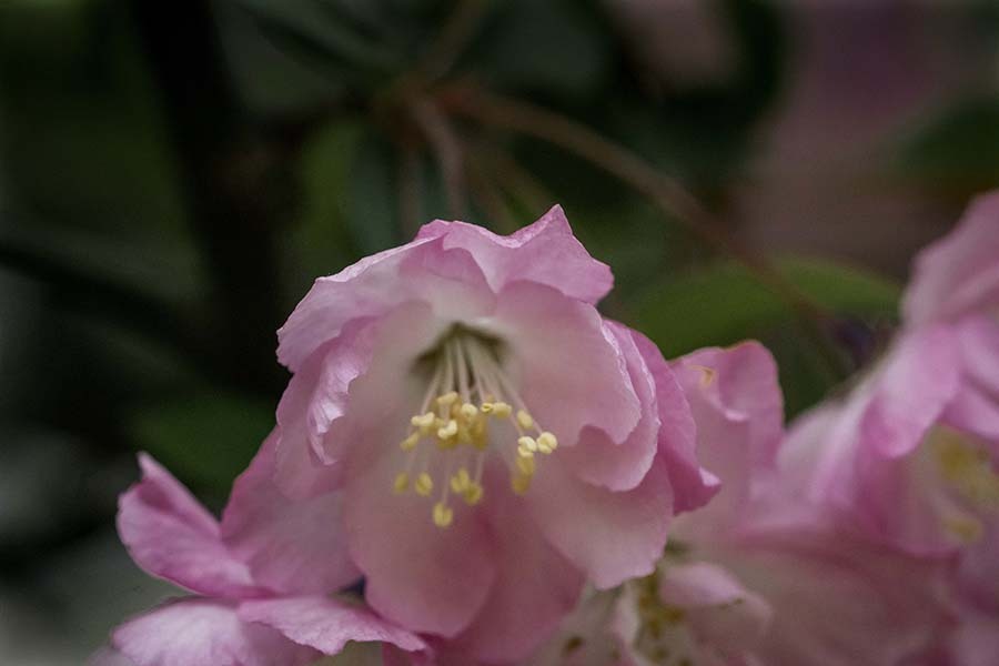 DSC06544. 追憶 花びらの妙