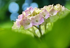 DSC03036  朝の紫陽花