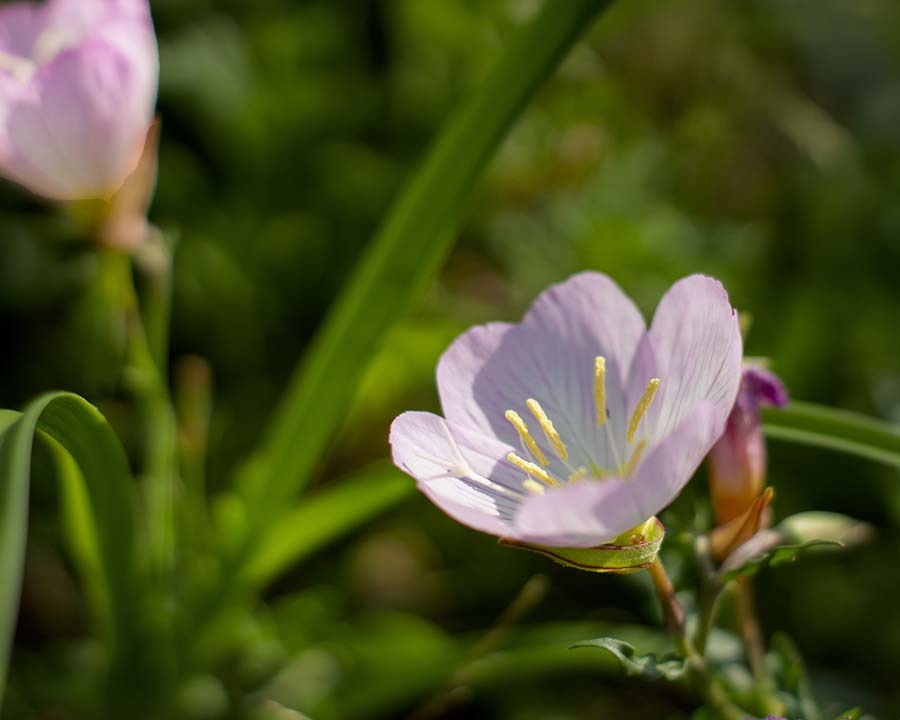 DSC09117. ヒルサキ月見草