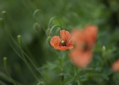 DSC01355 野に咲く花の名前は知らないjpg