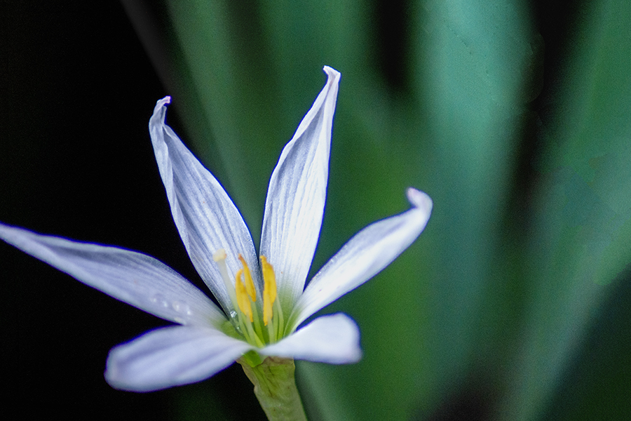 DSC02590. 幽玄タマスダレ