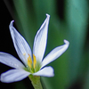 DSC02590. 幽玄タマスダレ