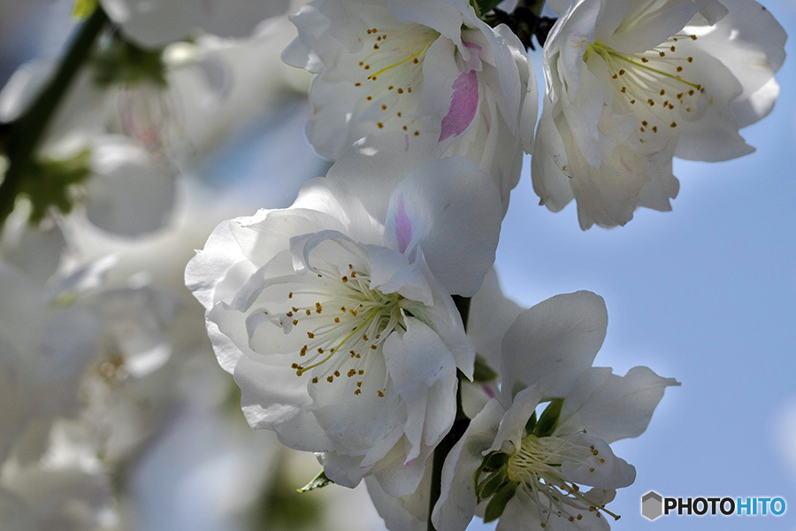 DSC00274-青空に桃の花-1