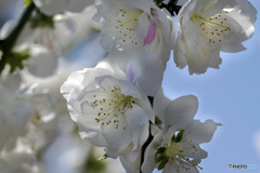 DSC00274-青空に桃の花-1
