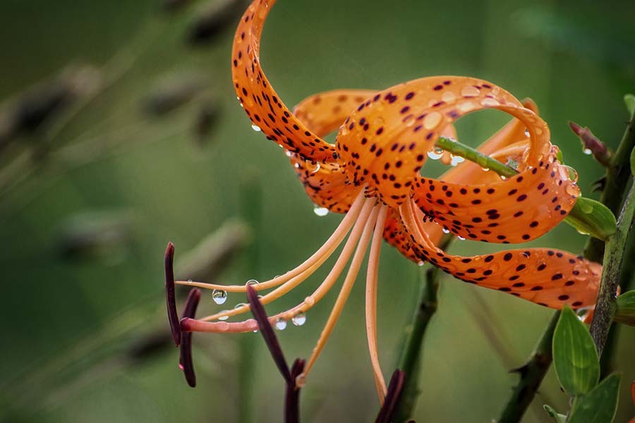 DSC09777. 夜来の雨上がる