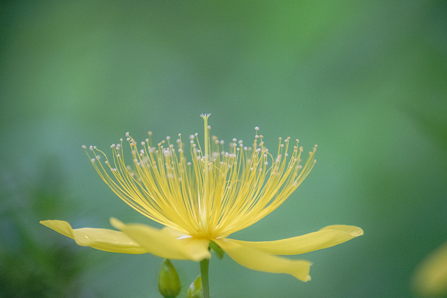 DSC08763.  若返る