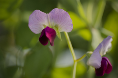 さやえんどうの花