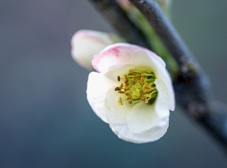 DSC09313.木瓜の白い花