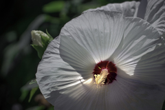 DSC00849 真夏の陽光に輝く芙蓉
