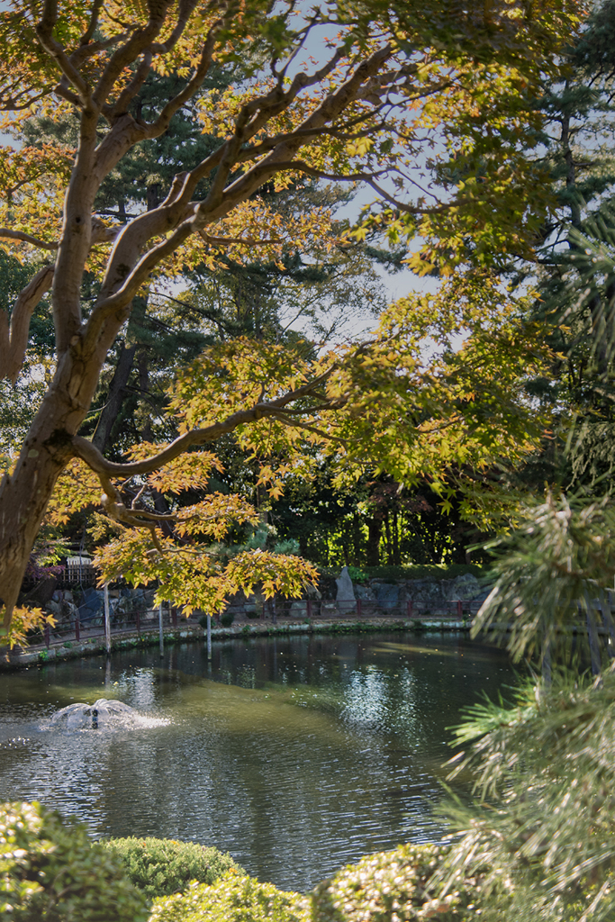 池面の静と動   DSC02929
