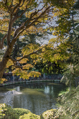 池面の静と動   DSC02929