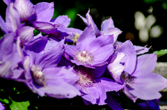 DSC06156. 午後のクレマチス