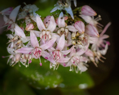 DSC01929　カネノナルキの花です