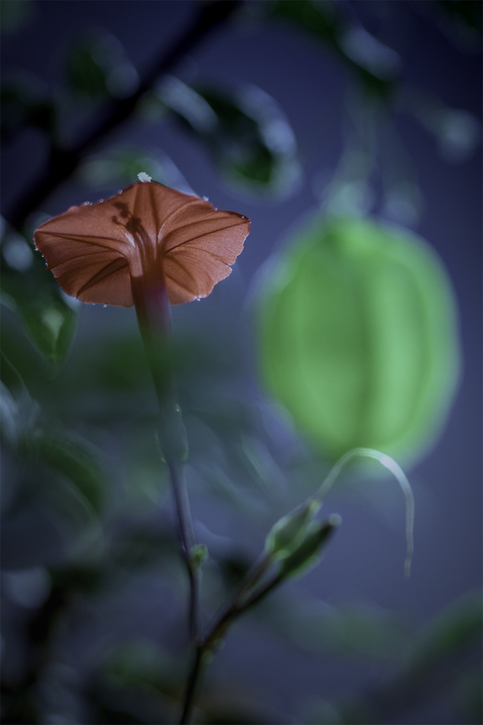 DSC01895  赤い花と緑の一葉