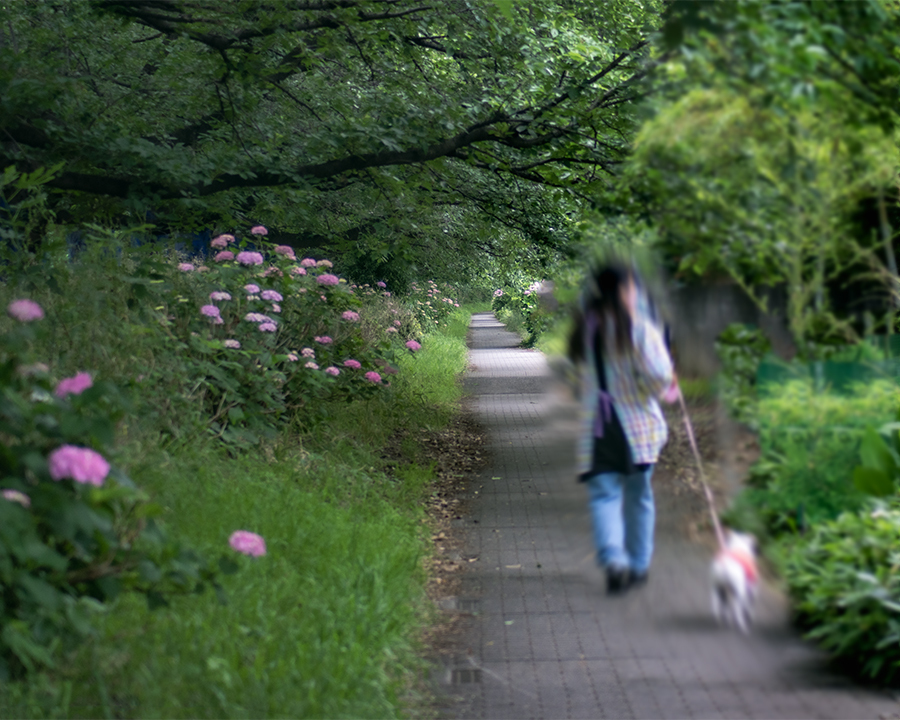 DSC08807.  六月の旅人