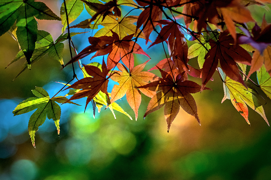 DSC04566-紅葉三番