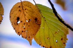 DSC04299-輪廻転生、来春は桜の花に