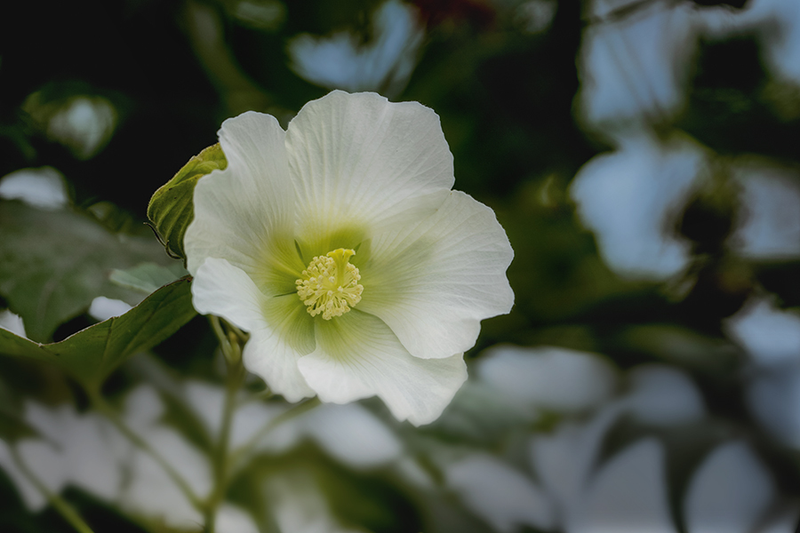 DSC04583 木影の芙蓉