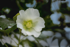 DSC04583 木影の芙蓉