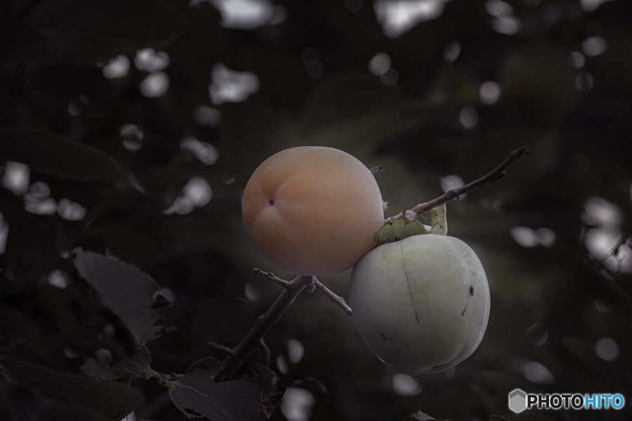 DSC06384 柿見つけたり