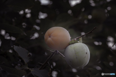 DSC06384 柿見つけたり