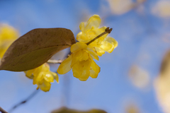 DSC06499-A 光の海に咲く