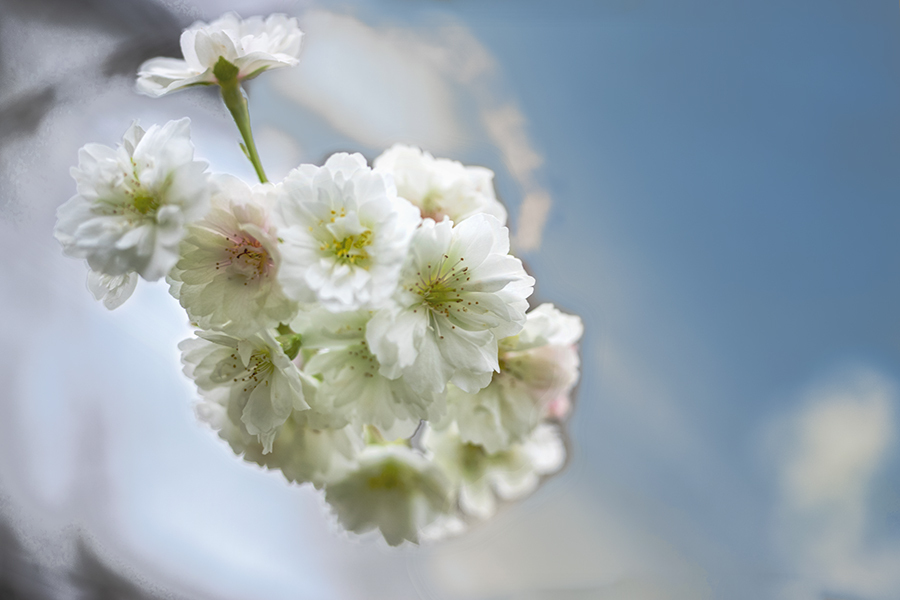 DSC04587-1 天高く十月桜の候