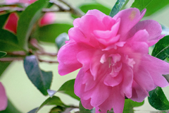 DSC09942. 八重咲山茶花