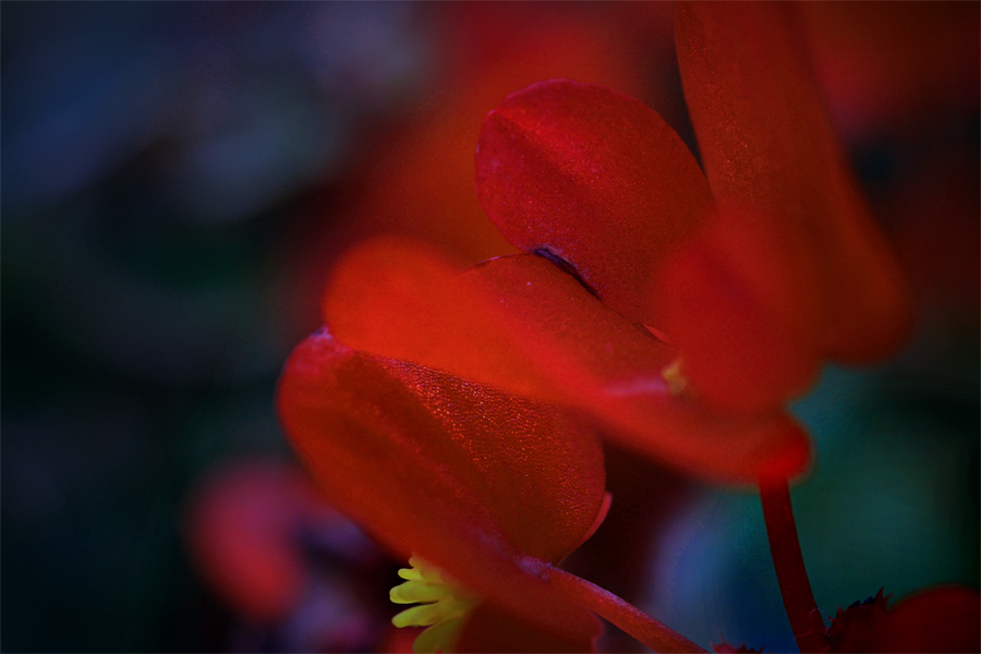 赤と黒のブルース