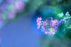 散策路にて光の中の百日紅-6