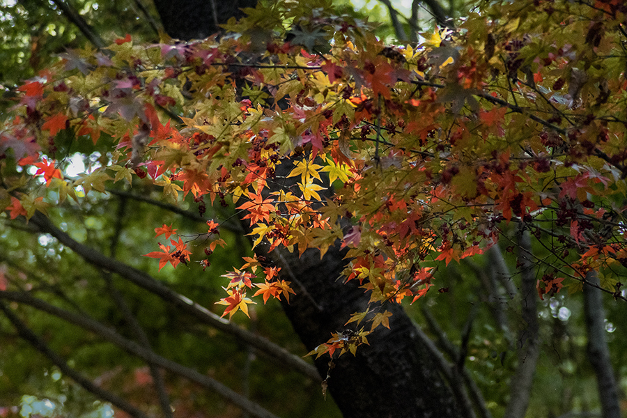DSC01354 森中に陽が射す