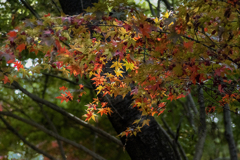 DSC01354 森中に陽が射す