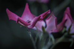 DSC01934  初秋のプロムナードにて-1