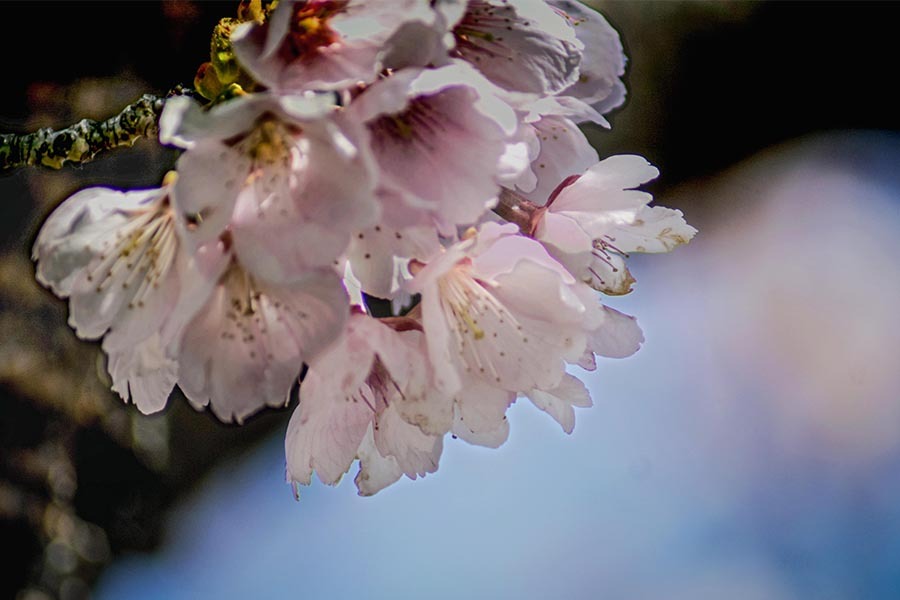 DSC00320. 早春の安行桜