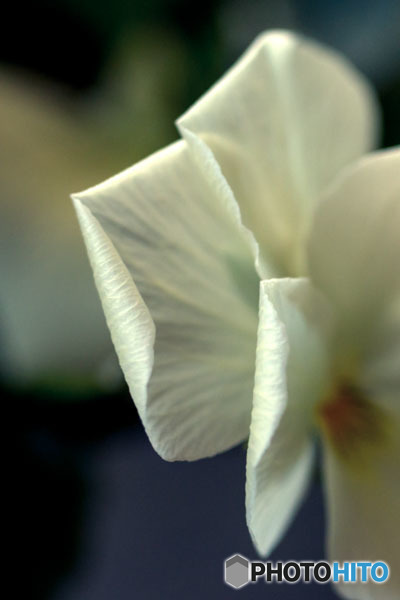 DSC03170-ビオラすみれの片鱗