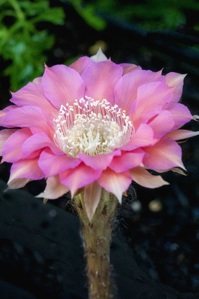 DSC08992. サボテンの花の思い出-3