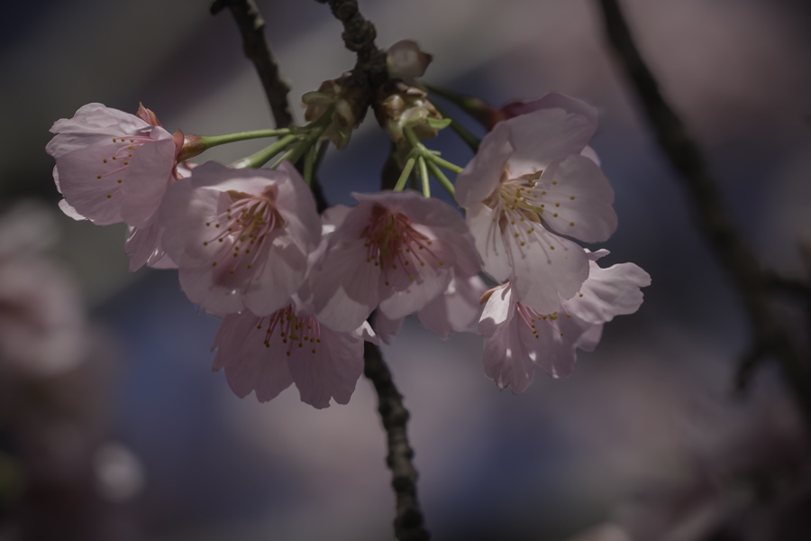 DSC04777 華の下にて