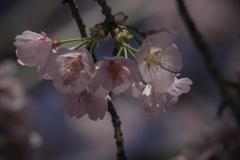 DSC04777 華の下にて