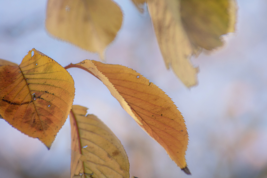 DSC09085. autumn leaves.