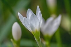 DSC03932 秋の玉すだれ-1