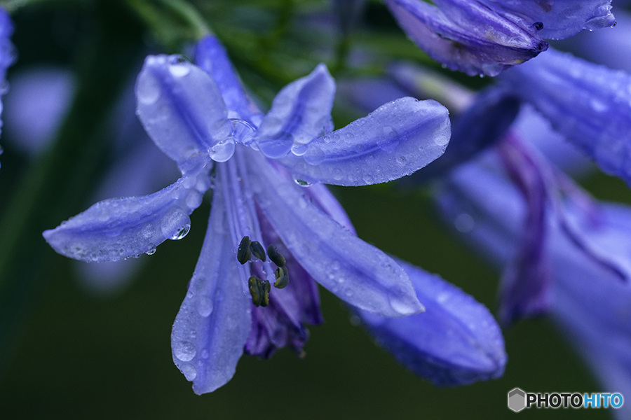 DSC05033-アガパンサス八号　雨に洗われる